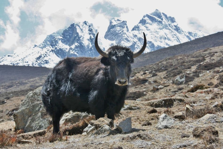 Gokyo Ri (154) Export