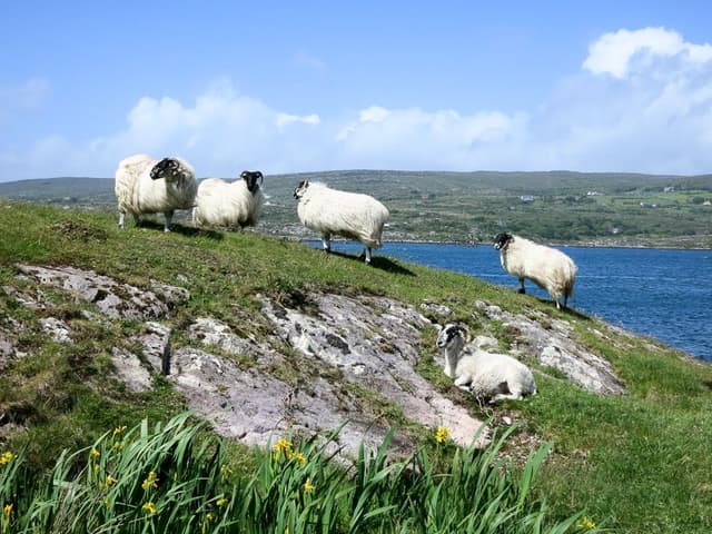 Beara-023_export_w950