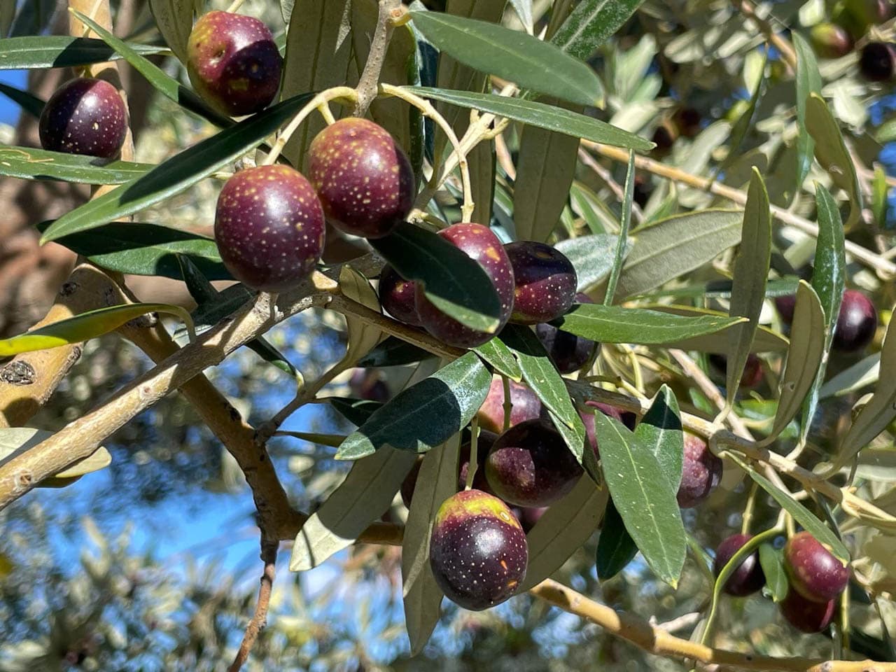 Selectie Whatsapp Image 2025 10 30 At 15.02.36 Geert Oppeel