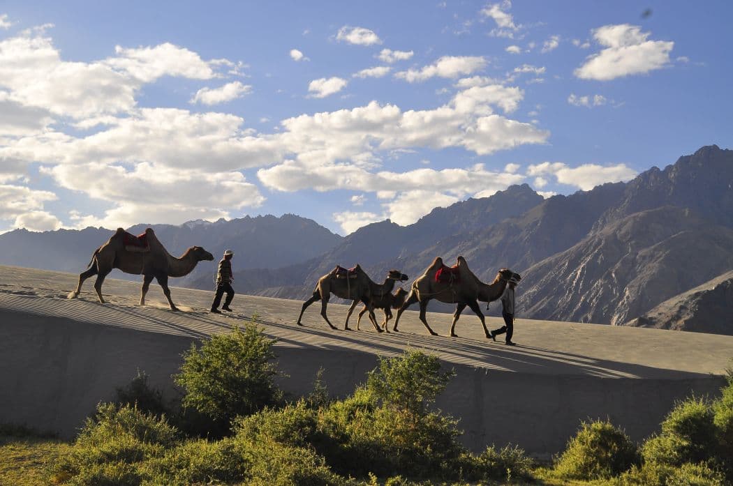Camel Nubra LR