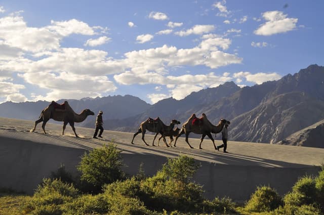 Camel Nubra LR