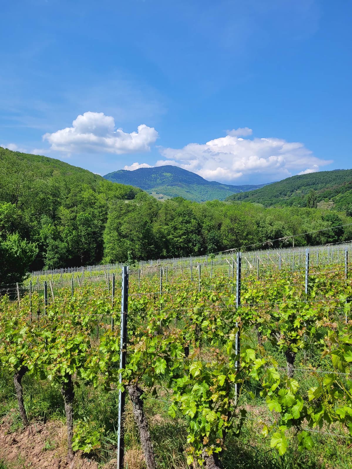 20250508 120508 FR6EZA Els Vandecasteele W1280