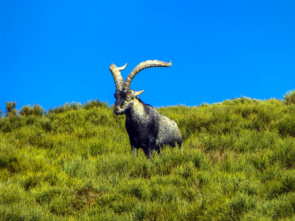 27 Casquerazo-xxx--w950