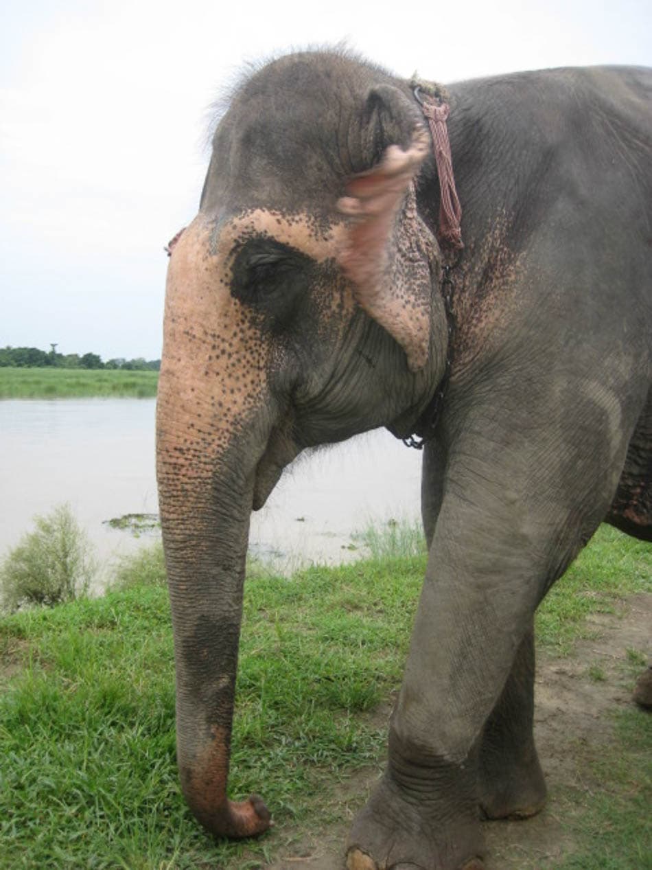 IMG 0025 NP5FMA Yves Cams W950