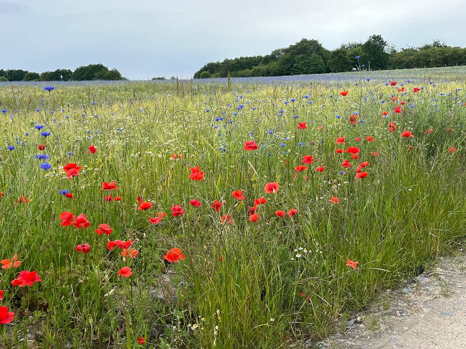 5B4BDF57 638E 4AE9 9CAE 0B4509049E82 Selectie (Joris Alen Lief Stessens) Joris Allen Lief Stessens W950