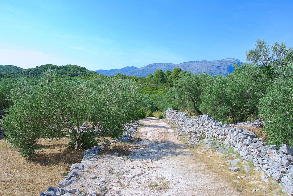 Korcula Olijfbomen Selectie Yugo W950