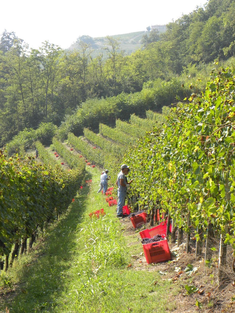 Piemonte-11-Wim-Vanderheeren-druivenoogst-nabij-Sinio_export_w950