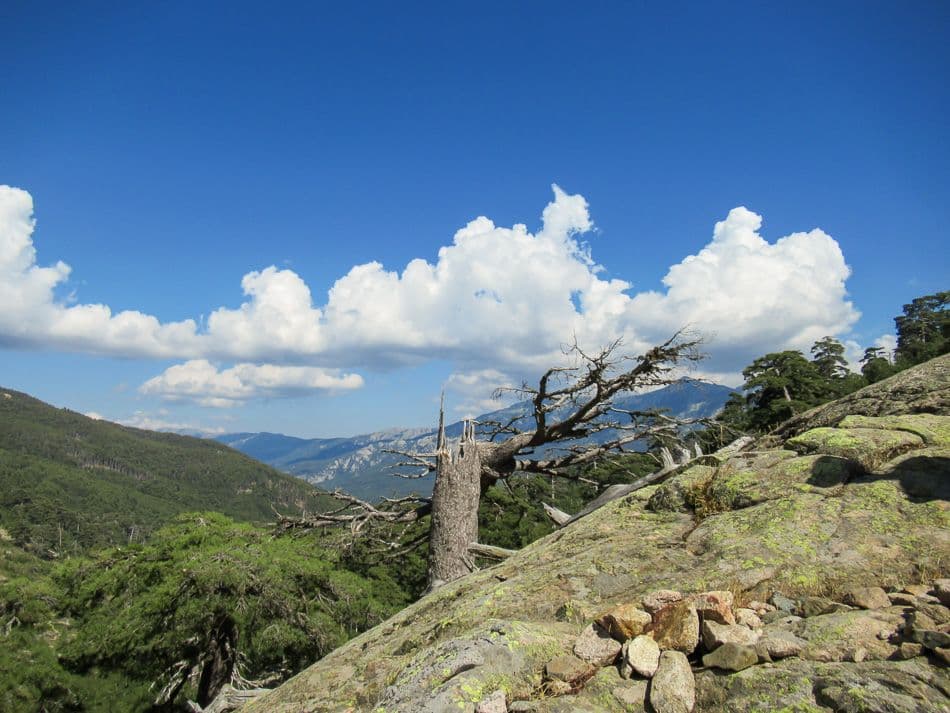 IMG_0310_export_w950